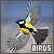 birds