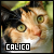 calico cats