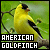 american goldfinch