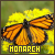 monarch butterflies